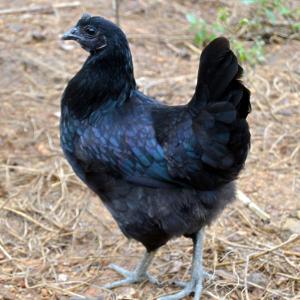 乌骨鸡 三年生包邮