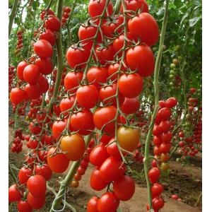 绿之康千香果500g